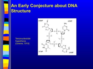 An Early Conjecture about DNA
Structure
Tetranucleotide
hypothesis
(Levene, 1910)
 