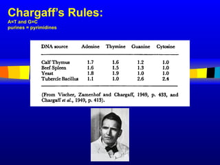 Chargaff’s Rules:
A=T and G=C
purines = pyrimidines
 