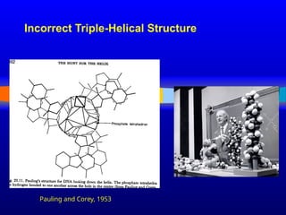 Incorrect Triple-Helical Structure
Pauling and Corey, 1953
 