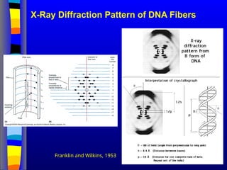 X-Ray Diffraction Pattern of DNA Fibers
Franklin and Wilkins, 1953
 