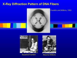 Maurice Wilkins
Rosalind Franklin
X-Ray Diffraction Pattern of DNA Fibers
Franklin and Wilkins, 1953
 