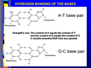 HYDROGEN BONDING OF THE BASES
 