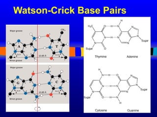 Watson-Crick Base Pairs
 