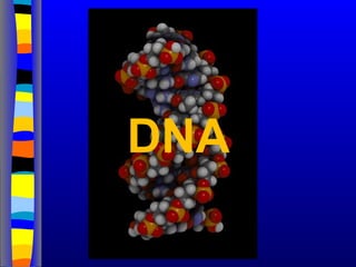 DNA
 