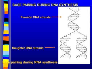 BASE PAIRING DURING DNA SYNTHESIS
Parental DNA strands
Daughter DNA strands
base pairing during RNA synthesis
 