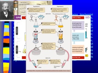 Nucleic acids were first observed by the Swiss biochemist
Friedrich Miescher in 1869 (nuclein). But for many years,
researchers did not realize the importance of this molecule. In the
1940’s, experiments by Griffith and Avery/McCarty/MacLeod
showed that information in DNA can be transformed in
Pneumococcus; while Alfred Hershey & Martha Chase showed
that DNA carried the genetic information in bacteriophages. Later,
Meselson & Stahl showed that the DNA replicates in a semi-
conservative way. It was not until 1953 that James Watson,
Francis Crick, Maurice Wilkins and Rosalind Franklin figured out
the structure of DNA - a double helix - which they realized could
carry biological information. Watson, Crick and Wilkins were
awarded the Nobel Prize in Medicine in 1962 "for their discoveries
concerning the molecular structure of nucleic acids and its
significance for information transfer in living material."
DNA discovery
 