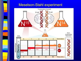 Meselson-Stahl experiment
 