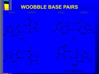 WOOBBLE BASE PAIRS
 