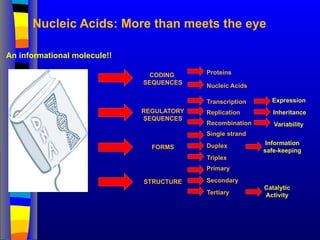 Nucleic Acids: More than meets the eye
Proteins
Nucleic Acids
Single strand
Duplex
Triplex
CODING
SEQUENCES
REGULATORY
SEQUENCES
STRUCTURE
FORMS
Primary
Secondary
Tertiary
Catalytic
Activity
Information
safe-keeping
Transcription
Replication
Recombination Variability
Expression
Inheritance
An informational molecule!!
 