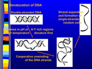 Denaturation of DNA
Double-stranded DNA
A-T rich regions
denature first
Cooperative unwinding
of the DNA strands
Strand separation
and formation of
single-stranded
random coils
Extremes in pH or
high temperature
 