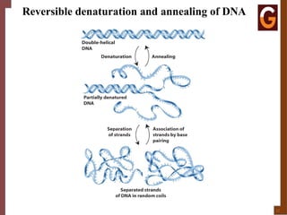 DNA STRUCTURE 4.1.pptxgftrdedtfghyujklredtfghyju | PPTX