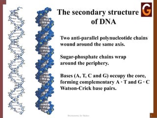 DNA STRUCTURE 4.1.pptxgftrdedtfghyujklredtfghyju | PPTX