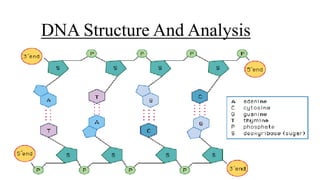 DNA Structure And Analysis
 