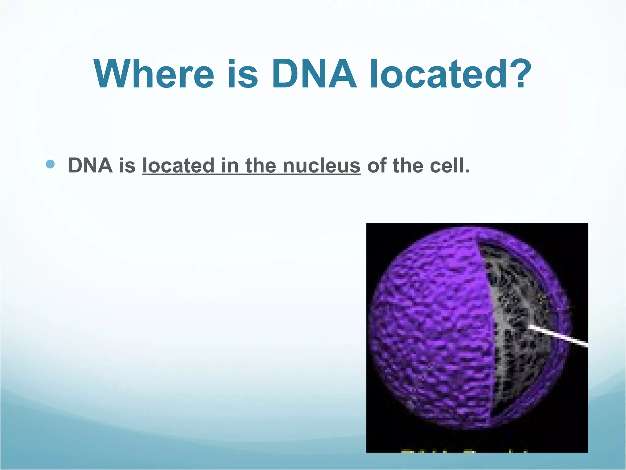 Dna structure and function (notes) | PPT