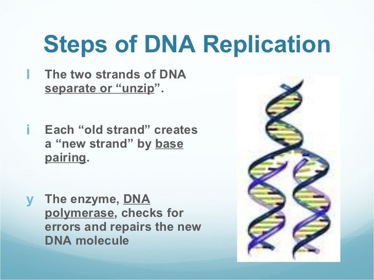 an essay about dna