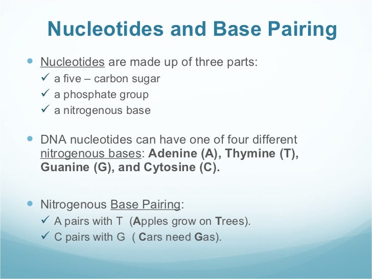 Dna structure and function essay