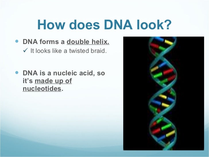 The Structure and Function of DNA: Molecular Biology Example | Graduateway