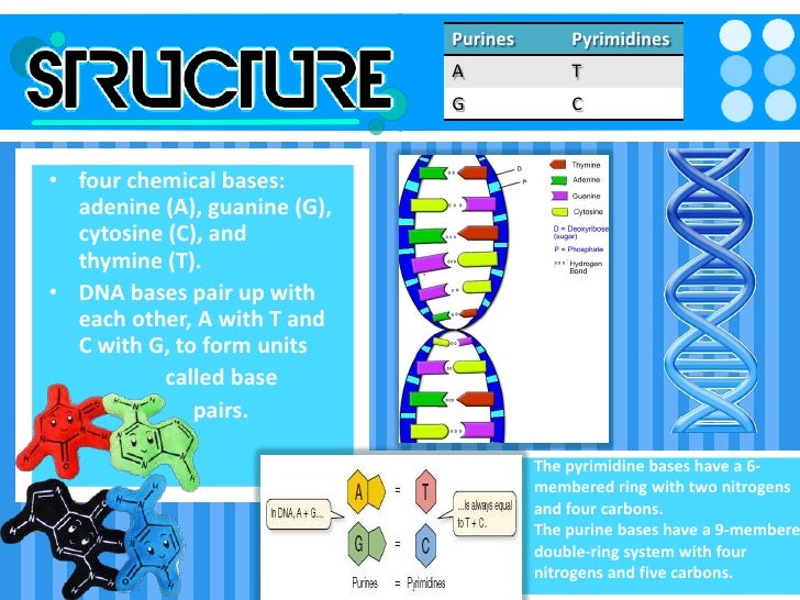 Dna structure and function