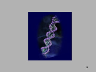 DNA Structure | PPT | Chemistry | Science