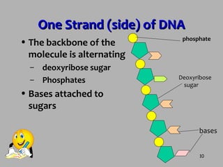 10
One Strand (side) of DNAOne Strand (side) of DNA
• The backbone of the
molecule is alternating
– deoxyribose sugar
– Ph...