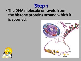 18
•The DNA molecule unravels from
the histone proteins around which it
is spooled.
Step 1Step 1
 