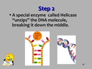19
•A special enzyme called Helicase
“unzips” the DNA molecule,
breaking it down the middle.
Step 2Step 2
 
