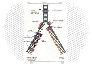 DNA structure and Function: Genetic code | PPT