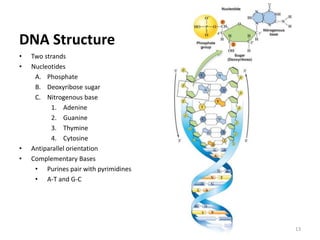 Figure 7.5
• Two strands
• Nucleotides
A. Phosphate
B. Deoxyribose sugar
C. Nitrogenous base
1. Adenine
2. Guanine
3. Thymine
4. Cytosine
• Antiparallel orientation
• Complementary Bases
• Purines pair with pyrimidines
• A-T and G-C
13
DNA Structure
 