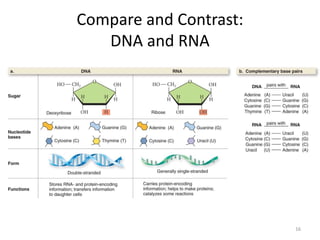 Compare and Contrast:
DNA and RNA
16
 