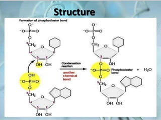DNA_Structure_and_functions_01[1]-1[1][1].pptx