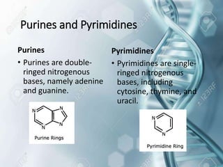 DNA_Structure_and_functions_01[1]-1[1][1].pptx