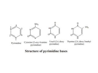 DNA_Structure_and_functions_01[1]-1[1][1].pptx