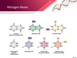 Nitrogen Bases
 