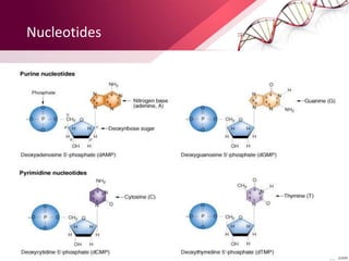Nucleotides
 
