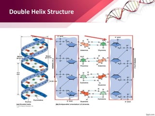 Double Helix Structure
 
