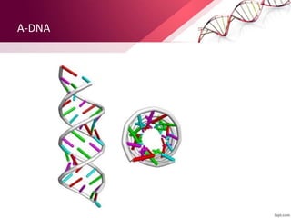 A-DNA
 