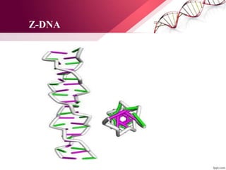 Z-DNA
 