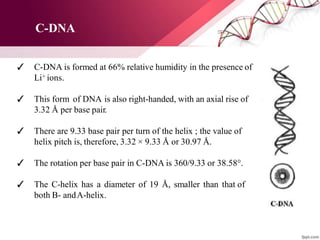✓ C-DNA is formed at 66% relative humidity in the presence of
Li+ ions.
✓ This form of DNA is also right-handed, with an axial rise of
3.32 Å per base pair.
✓ There are 9.33 base pair per turn of the helix ; the value of
helix pitch is, therefore, 3.32 × 9.33 Å or 30.97 Å.
✓ The rotation per base pair in C-DNA is 360/9.33 or 38.58°.
✓ The C-helix has a diameter of 19 Å, smaller than that of
both B- andA-helix.
C-DNA
 
