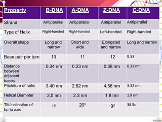 Property B-DNA A-DNA Z-DNA C-DNA
Strand Antiparallel Antiparallel Antiparallel Antiparallel
Type of Helix Right-handed Right-handed Left-handed Right-handed
Overall shape Long and
narrow
Short and
wide
Elongated
and narrow
Long and narrow
Base pair per turn 10 11 12 9.33
Distance
between
adjacent
bases
0.34 nm 0.23 nm 0.38 nm 0.31 nm
Pitch/turn of helix 3.40 nm 2.82 nm 4.56 nm 3.32 nm
Helical Diameter 2.0 nm 2.3 nm 1.8 nm 1.9 nm
Tilt/inclination of
bp to axis
10 200
90 38.50
 