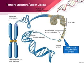 DNA wound
around histone
proteins
Radial loops
(300 nm in diameter)
Metaphase
chromosome
30 nm fiber
Nucleosomes
(11 nm in diameter)
DNA
(2 nm in diameter)
Histone
protein
Each chromatid (700
nm in diameter)
Tertiary Structure/Super Coiling
 