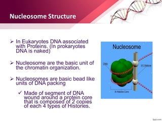 Nucleosome Structure
 In Eukaryotes DNA associated
with Proteins. (In prokaryotes
DNA is naked)
 Nucleosome are the basic unit of
the chromatin organization.
 Nucleosomes are basic bead like
units of DNA packing
 Made of segment of DNA
wound around a protein core
that is composed of 2 copies
of each 4 types of Histones.
 
