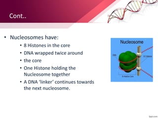 Cont..
• Nucleosomes have:
• 8 Histones in the core
• DNA wrapped twice around
• the core
• One Histone holding the
Nucleosome together
• A DNA ‘linker’ continues towards
the next nucleosome.
 