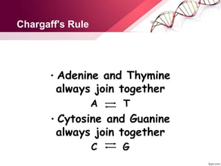 Chargaff's Rule
 