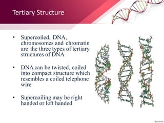 B-DNA
• is biologically THE MOST COMMON
It is a -helix meaning that it has a Right handed, or
clockwise, spiral.
 Complem...