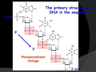 The primary structure of 
DNA is the sequence 
5’ end 
3’ end 
5’ 
3’ 
Phosphodiester 
linkage 
Biochemistry for Medics 11 
 