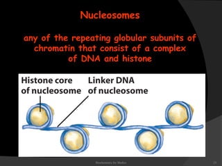 Nucleosomes 
any of the repeating globular subunits of 
chromatin that consist of a complex 
of DNA and histone 
Biochemistry for Medics 23 
 