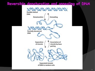 Reversible denaturation and annealing of DNA 
Biochemistry for Medics 28 
 