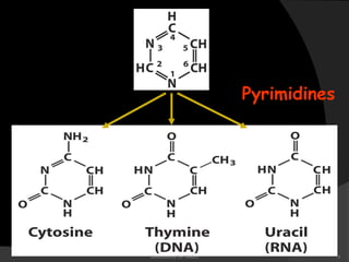 Pyrimidines 
Biochemistry for Medics 6 
 