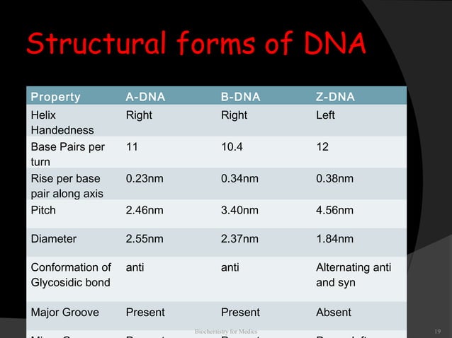 Dna Structure Properties Types And Functions