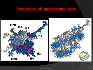 Structure of nucleosome core 
Biochemistry for Medics 24 
 